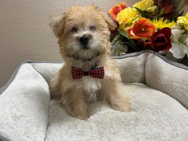 Yorkiepoo Dog Male gldn 6796 Petland San Antonio, TX