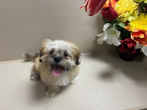 Lhasa Apso Dog Male gldn 6751 Petland San Antonio, TX