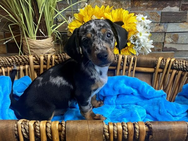 Dachshund Dog Male Silver Dapple 6859 Petland San Antonio, TX