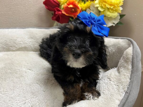 Mini Bernadoodle-Dog-Female-blk & tn wh mkgs-6818-Petland San Antonio, TX