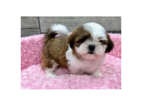 Shih Apso Dog Female White & Brindle 9751 Petland San Antonio, TX