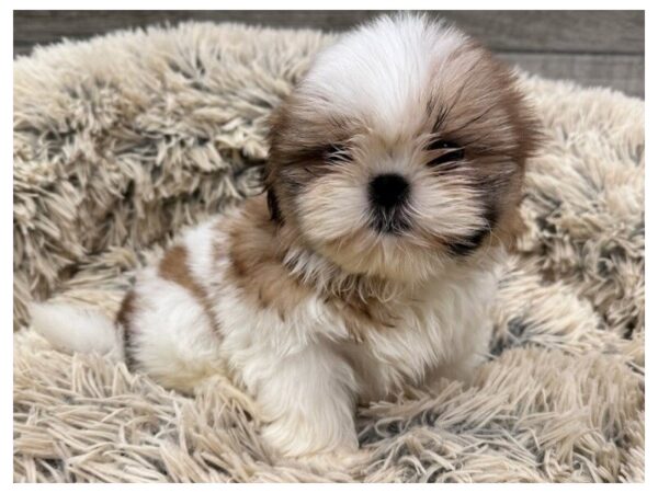 Shih Tzu Dog Male Gold & White 9752 Petland San Antonio, TX