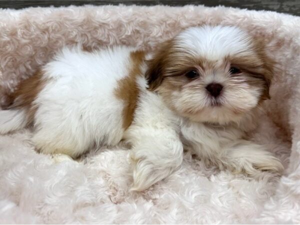 Shih Tzu Dog Female Liver & White 9753 Petland San Antonio, TX