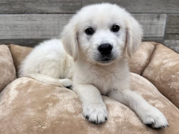 Golden Retriever Dog Male Cream 9754 Petland San Antonio, TX