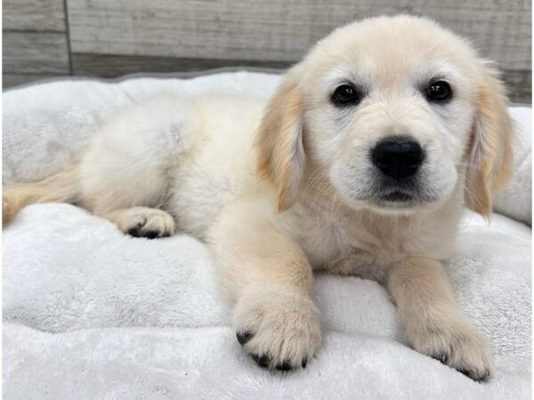 Golden Retriever Dog Female Cream 9755 Petland San Antonio, TX