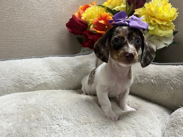 Mini Dachshund Dog Female chlt, tn dpl pbld 6835 Petland San Antonio, TX