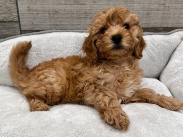 Miniature Goldendoodle Dog Male Red 9760 Petland San Antonio, TX