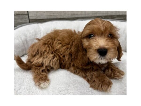 Miniature Goldendoodle-Dog-Male-Red-9761-Petland San Antonio, TX