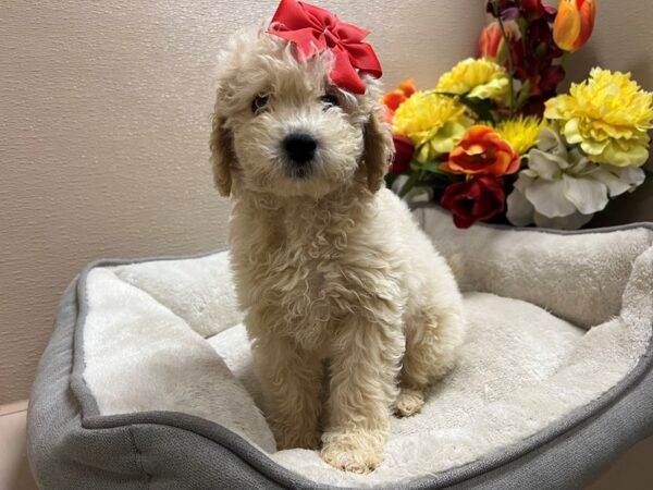 2nd Generation Mini Goldendoodle-Dog-Female-gldn-6837-Petland San Antonio, TX