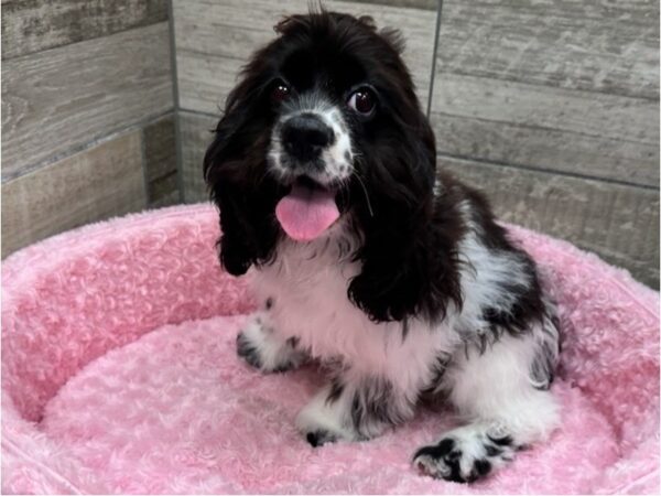 Cocker Spaniel-Dog-Female-Black & White-9662-Petland San Antonio, TX