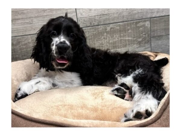 Cocker Spaniel Dog Male Black & White 9693 Petland San Antonio, TX