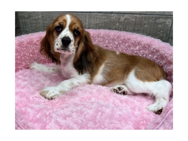 Cocker Spaniel Dog Female Sable Merle & White 9694 Petland San Antonio, TX