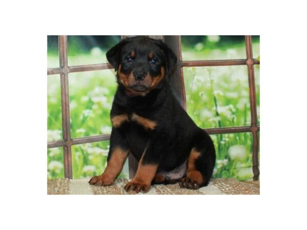 Rottweiler-Dog-Male-Black & Rust-9766-Petland San Antonio, TX