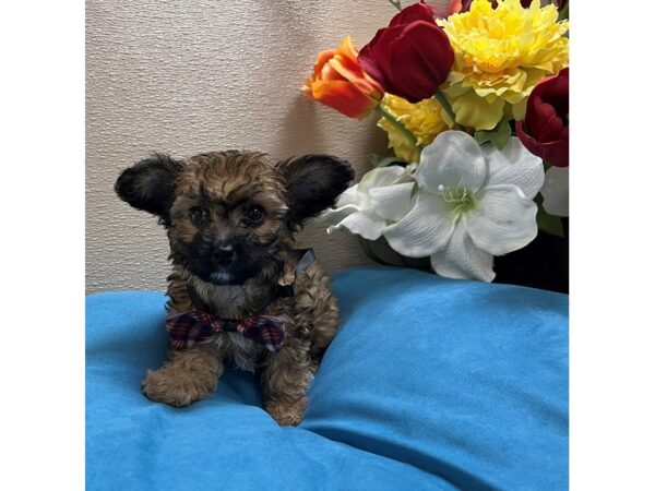 PapiPoo-Dog-Female-rd sbl, wh mkgs-6845-Petland San Antonio, TX