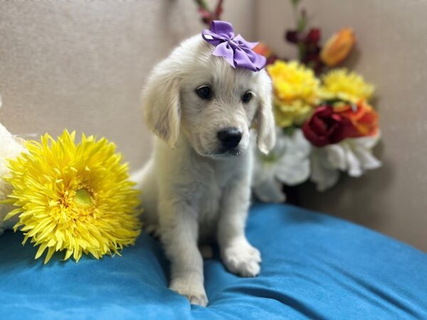 English Cream Golden Retriever-Dog-Female-cr-6841-Petland San Antonio, TX