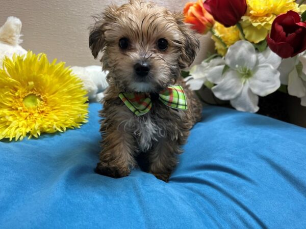 Yorkiepoo Dog Male gldn 6846 Petland San Antonio, TX