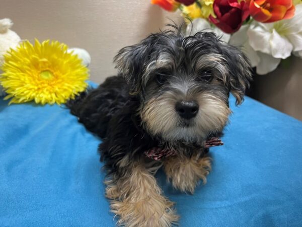 Morkie Dog Male blk & tn 6824 Petland San Antonio, TX