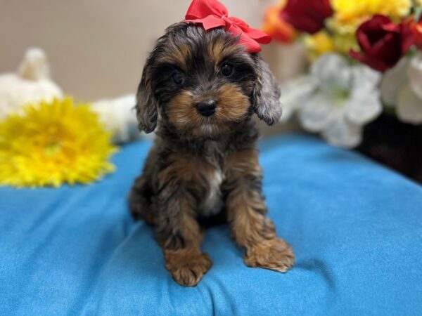 Cavapoo Dog Female bl mrl & tn wh mkgs 6852 Petland San Antonio, TX