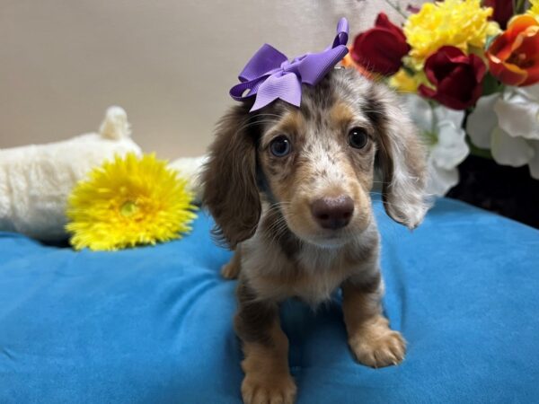 Miniature Dachshund Dog Female chlt & tn dpl 6850 Petland San Antonio, TX