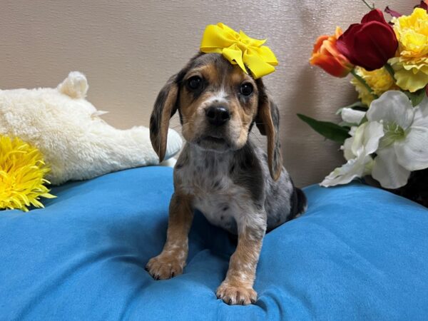 Beagle-Dog-Female-bl mrl-6839-Petland San Antonio, TX