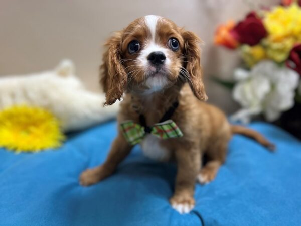 Cavalier King Charles Spaniel Dog Male rby, wh mkgs 6834 Petland San Antonio, TX