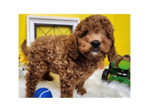 Miniature Goldendoodle-Dog-Male-Red-9770-Petland San Antonio, TX