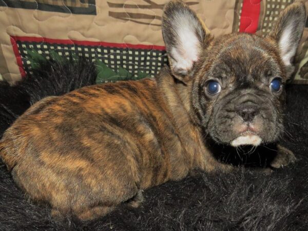 French Bulldog Dog Male Brindle & White 9768 Petland San Antonio, TX