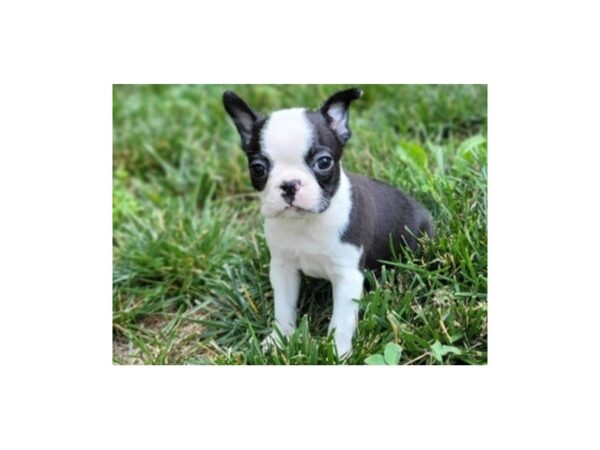 Boston Terrier Dog Male Black & White 9772 Petland San Antonio, TX