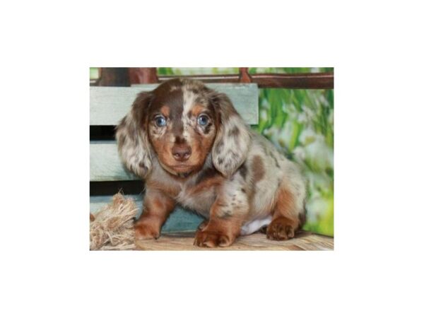 Dachshund Dog Male Chocolate & Tan Dapple 9776 Petland San Antonio, TX