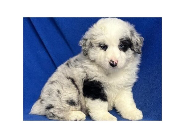 Miniature Australian Shepherd Dog Male Blue Merle & White 9777 Petland San Antonio, TX