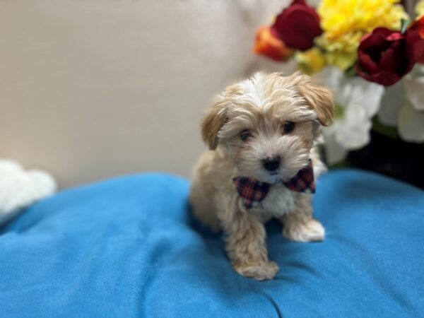 Morkie Dog Male apct, wh mkgs 6862 Petland San Antonio, TX