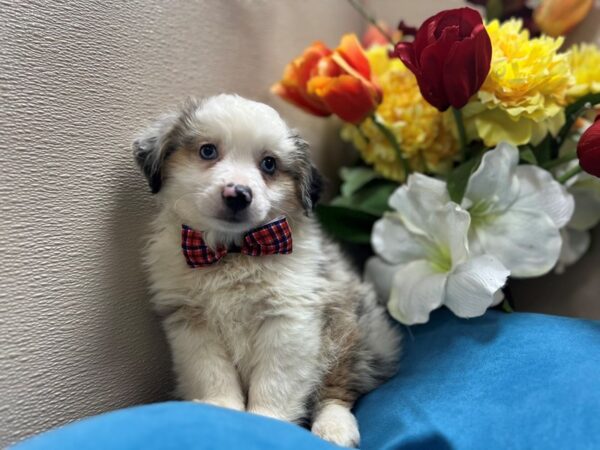 Miniature Australian Shepherd-Dog-Male-bl mrl wh & tn-6863-Petland San Antonio, TX