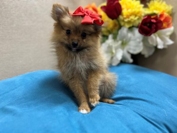 Pomeranian Dog Female Sable 6865 Petland San Antonio, TX