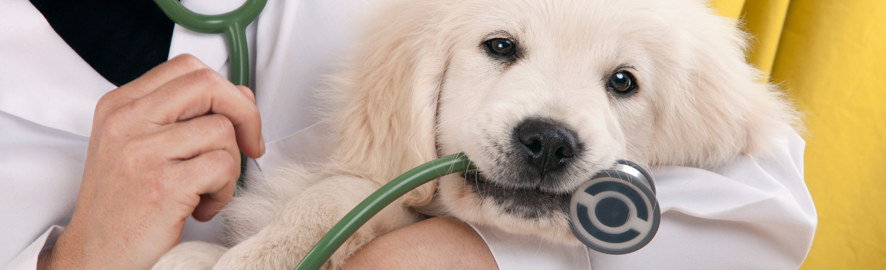 Pet Store Banner