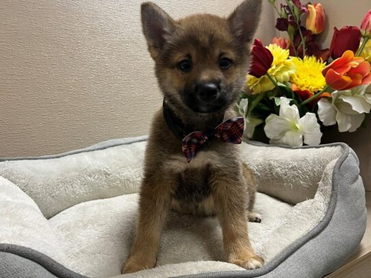 Shiba Inu-Dog-Male-rd sesme wh mkgs-6804-Petland San Antonio, TX