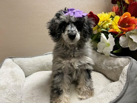 Miniature Poodle Dog Female bl mrl 6814 Petland San Antonio, TX