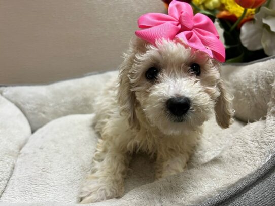 Maltipoo-Dog-Female-cr-6809-Petland San Antonio, TX