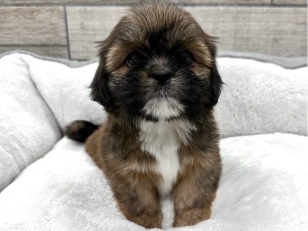 Lhasa Apso-Dog-Female-Gold & White-9744-Petland San Antonio, TX