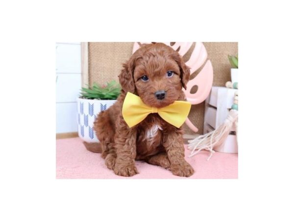 Cavapoo-Dog-Male-Red & White-9748-Petland San Antonio, TX