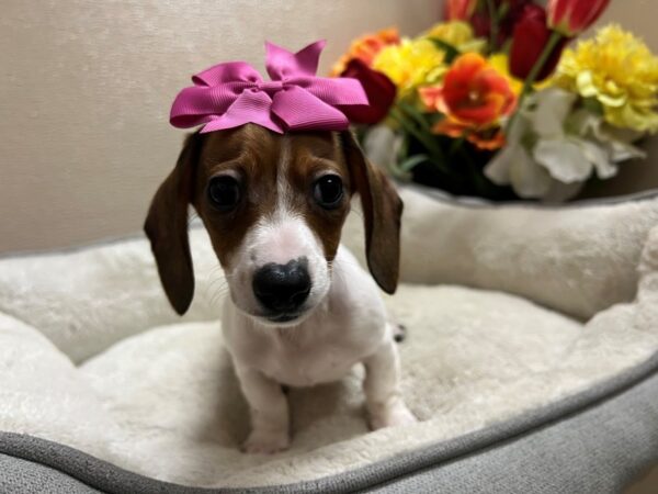 Miniature Dachshund-Dog-Female-rd, pbld-6828-Petland San Antonio, TX