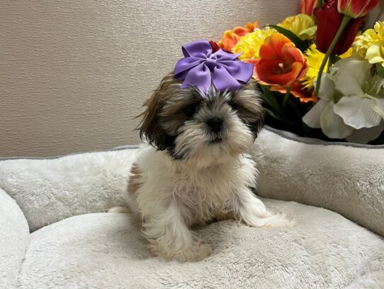 Shih Tzu Dog Female gld & wh 6827 Petland San Antonio, TX