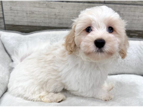 Maltipoo-Dog-Male-White & Gold-9756-Petland San Antonio, TX