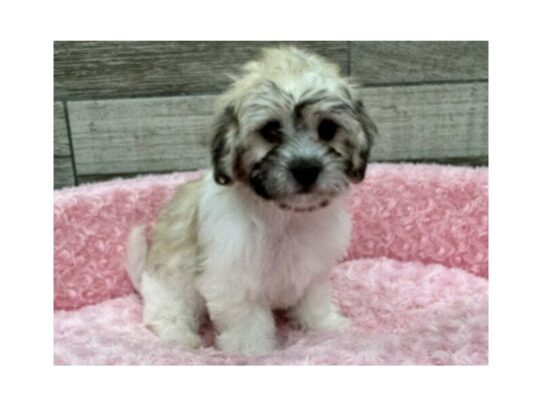 Maltipoo-Dog-Female-White & Gold-9757-Petland San Antonio, TX