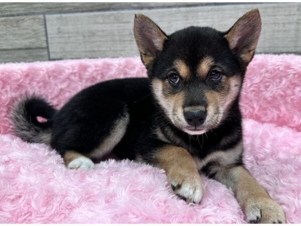 Shiba Inu Dog Female Black & Tan 9758 Petland San Antonio, TX