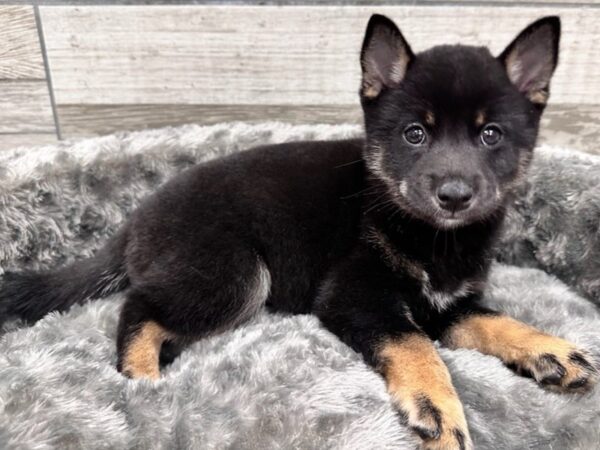 Shiba Inu Dog Male Black & Tan 9759 Petland San Antonio, TX