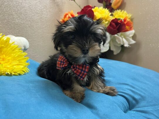 Morkie Dog Male blk & tn 6854 Petland San Antonio, TX