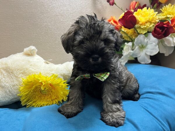 Schnoodle-Dog-Male-slt & ppr-6855-Petland San Antonio, TX