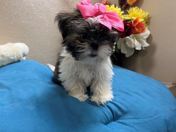 Shih Tzu Dog Female lvr & wh 6832 Petland San Antonio, TX