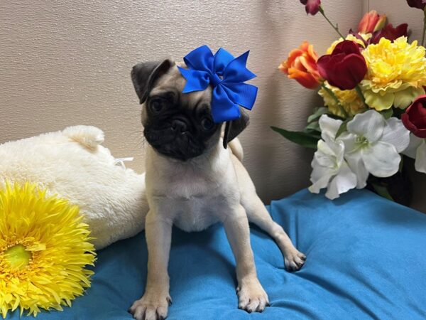 Pug Dog Female fn 6847 Petland San Antonio, TX