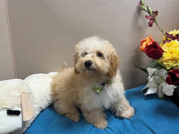 Bichapoo Dog Male apct 6781 Petland San Antonio, TX